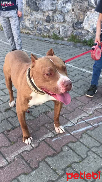 Amerikan Pitbull Terrier, Köpek  Boyka fotoğrafı