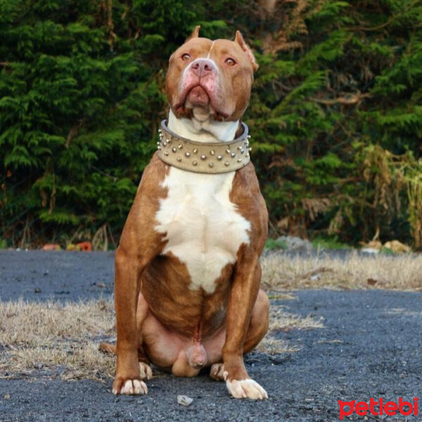 Amerikan Pitbull Terrier, Köpek  Boyka fotoğrafı