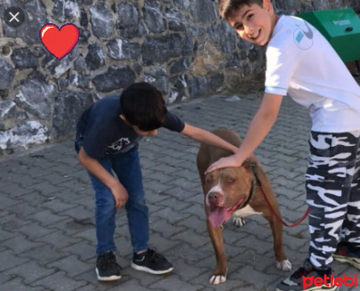 Amerikan Pitbull Terrier, Köpek  Boyka fotoğrafı