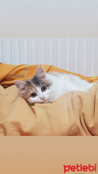 Tekir Kedi, Kedi  Mia fotoğrafı