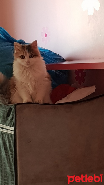 Tekir Kedi, Kedi  Mia fotoğrafı