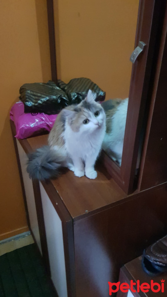 Tekir Kedi, Kedi  Mia fotoğrafı