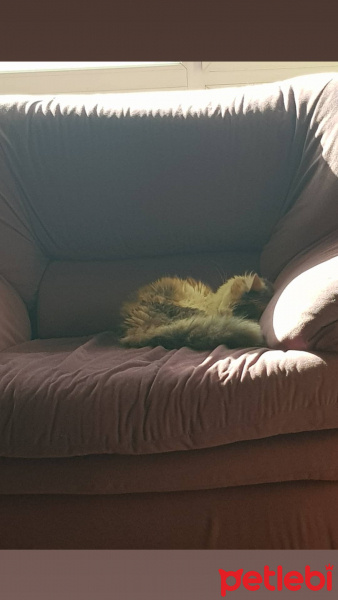 Tekir Kedi, Kedi  Mia fotoğrafı