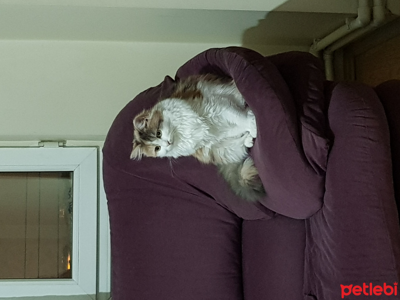 Tekir Kedi, Kedi  Mia fotoğrafı