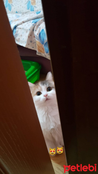Tekir Kedi, Kedi  Mia fotoğrafı