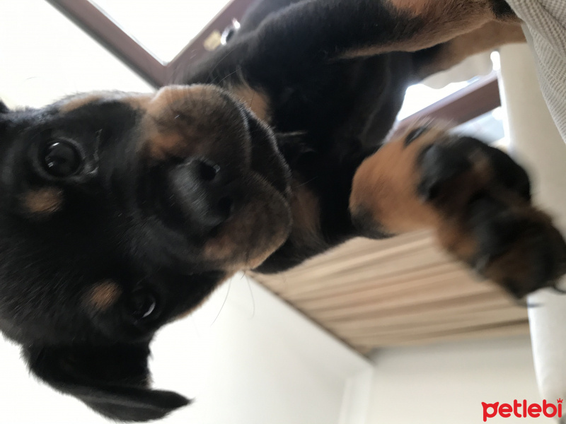 Rottweiler, Köpek  Raven fotoğrafı