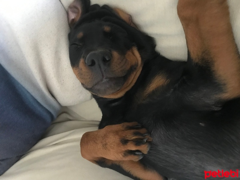 Rottweiler, Köpek  Raven fotoğrafı