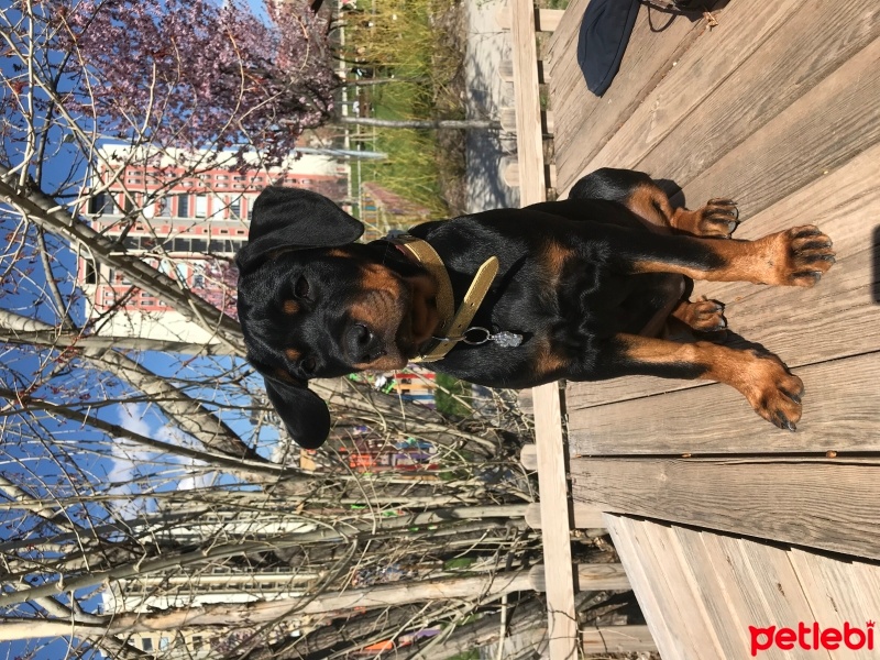 Rottweiler, Köpek  Raven fotoğrafı