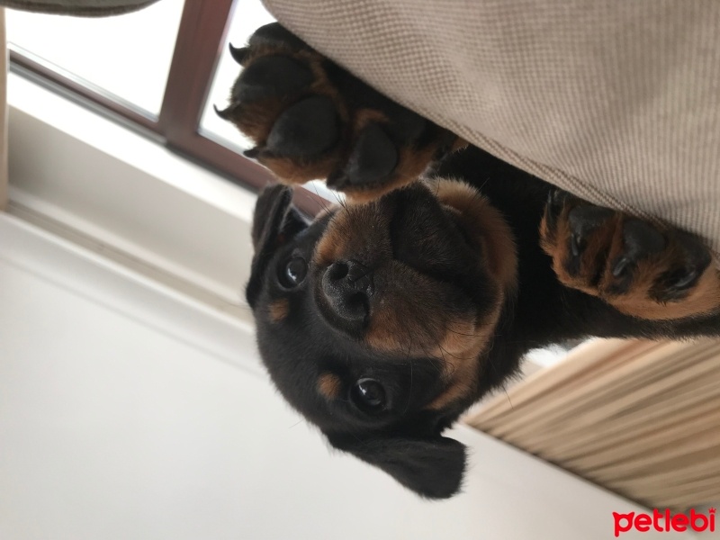 Rottweiler, Köpek  Raven fotoğrafı