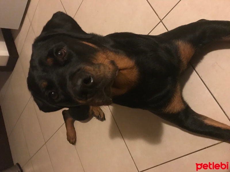 Rottweiler, Köpek  Raven fotoğrafı