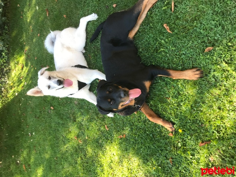 Rottweiler, Köpek  Raven fotoğrafı
