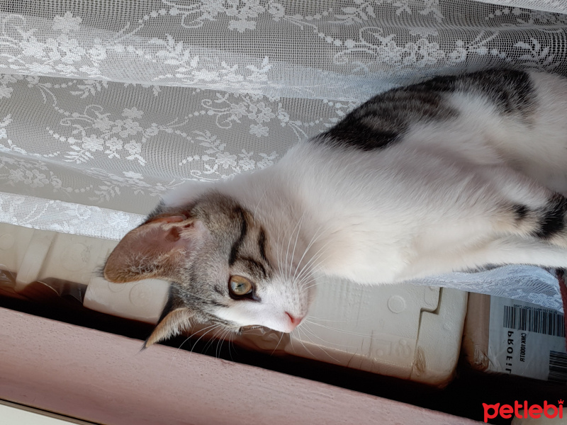 Tekir Kedi, Kedi  Tekir fotoğrafı