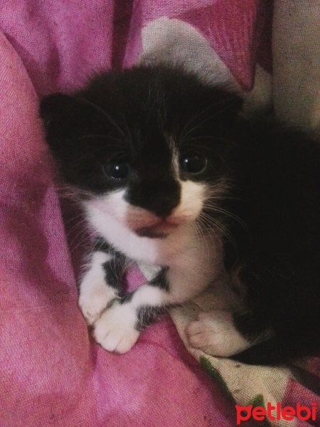 Tekir Kedi, Kedi  Penekli fotoğrafı