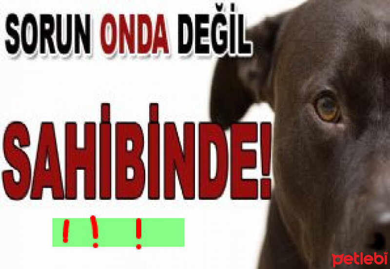 Amerikan Pitbull Terrier, Köpek  Eva fotoğrafı