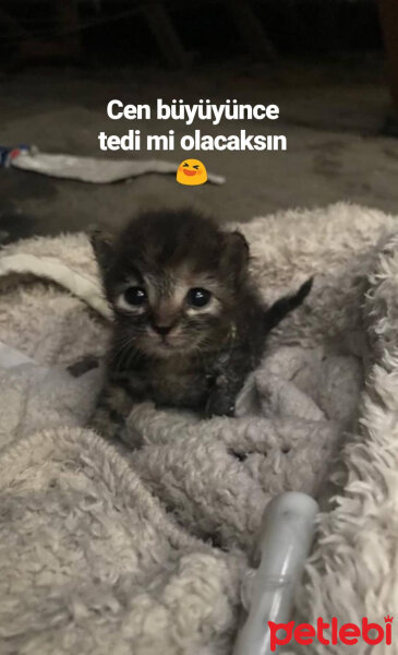 Tekir Kedi, Kedi  Bal fotoğrafı