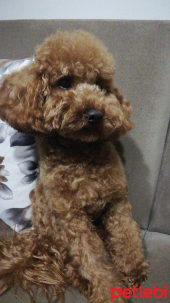 Poodle (Minyatür Kaniş), Köpek  hurma fotoğrafı