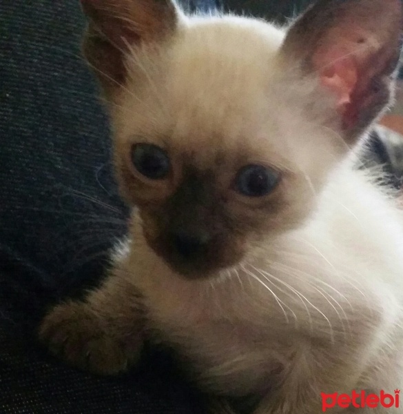Siyam Kedisi, Kedi  Ponçik  fotoğrafı