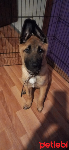 Belçika Malinois, Köpek  Nick fotoğrafı
