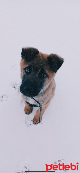 Belçika Malinois, Köpek  Nick fotoğrafı