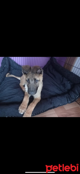 Belçika Malinois, Köpek  Nick fotoğrafı