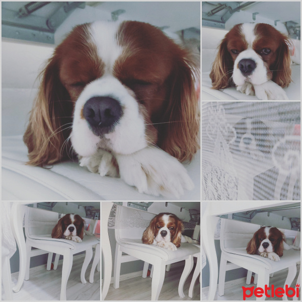 Cavalier King Charles Spanieli, Köpek  Prens fotoğrafı