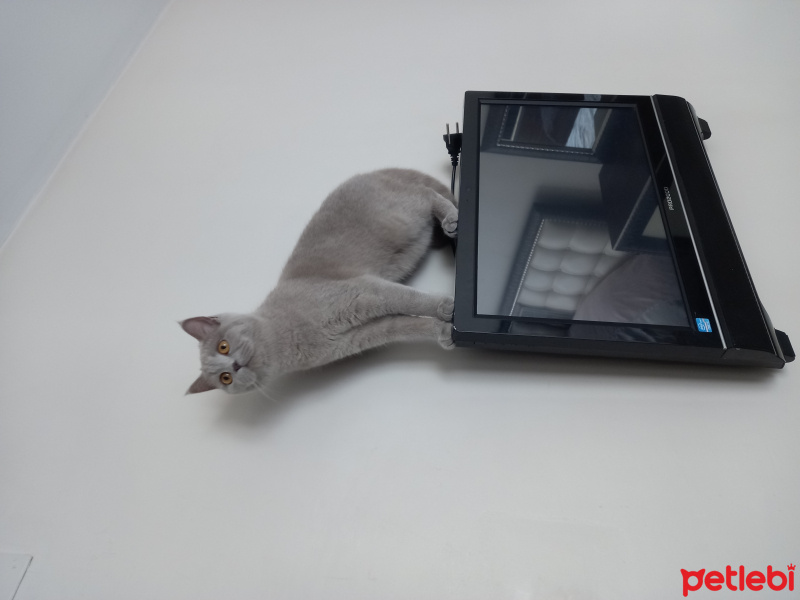 British Shorthair, Kedi  Maya fotoğrafı