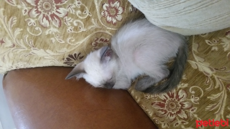 Siyam Kedisi, Kedi  Ponçik  fotoğrafı