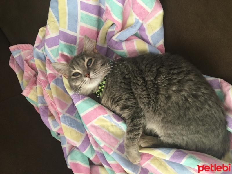 Tekir Kedi, Kedi  Maya fotoğrafı