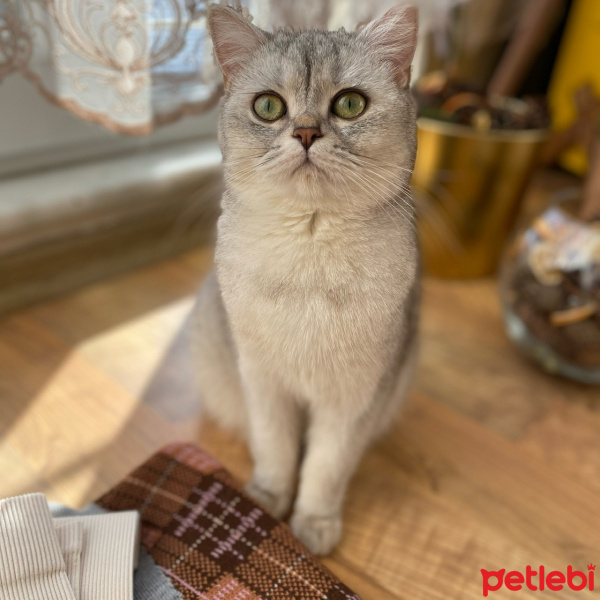 British Shorthair, Kedi  Lavinya fotoğrafı