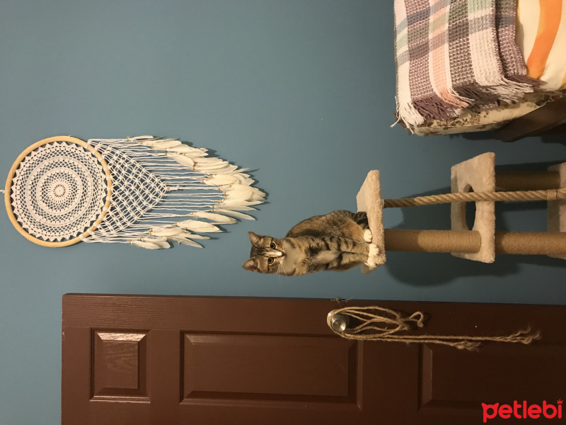 Tekir Kedi, Kedi  fındık fotoğrafı