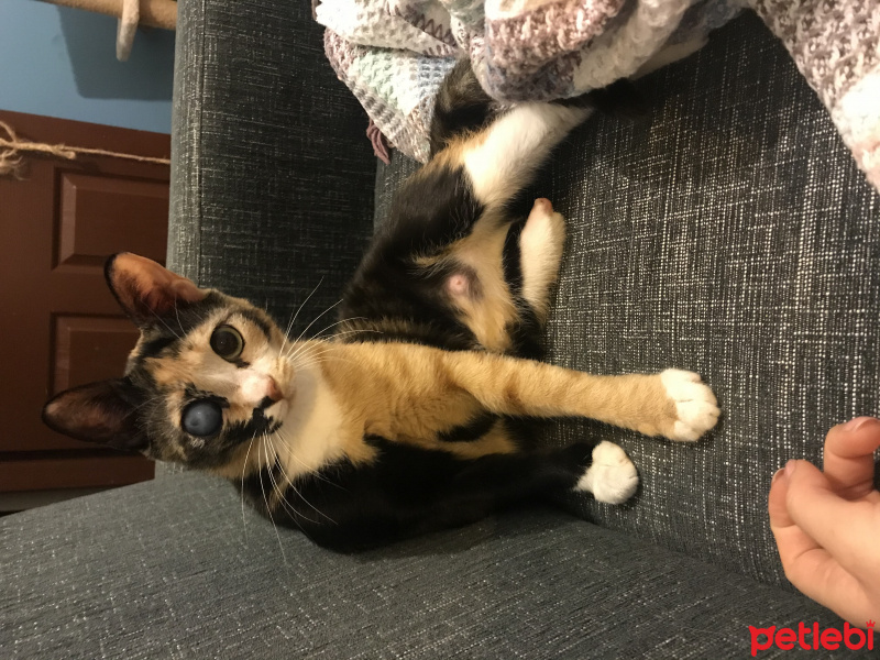 Tekir Kedi, Kedi  badem fotoğrafı