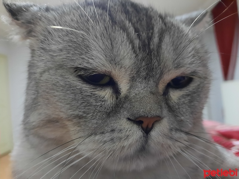 British Shorthair, Kedi  Cafer fotoğrafı