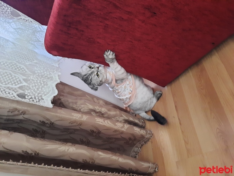 British Shorthair, Kedi  Cafer fotoğrafı