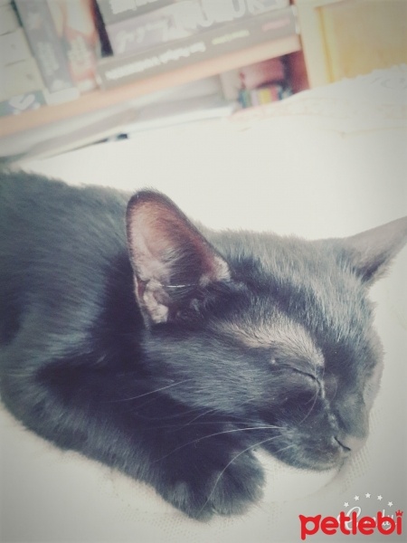 Tekir Kedi, Kedi  Zifir fotoğrafı