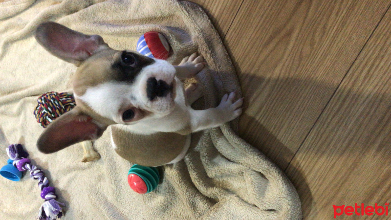 Fransız Bulldog, Köpek  Forrest fotoğrafı