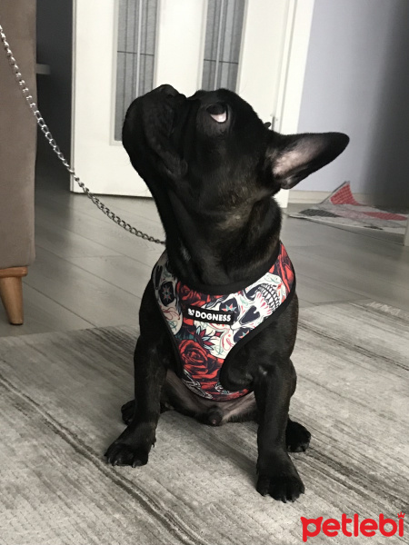 Fransız Bulldog, Köpek  DARK fotoğrafı