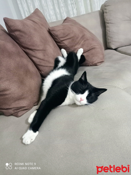 Tekir Kedi, Kedi  Prens fotoğrafı