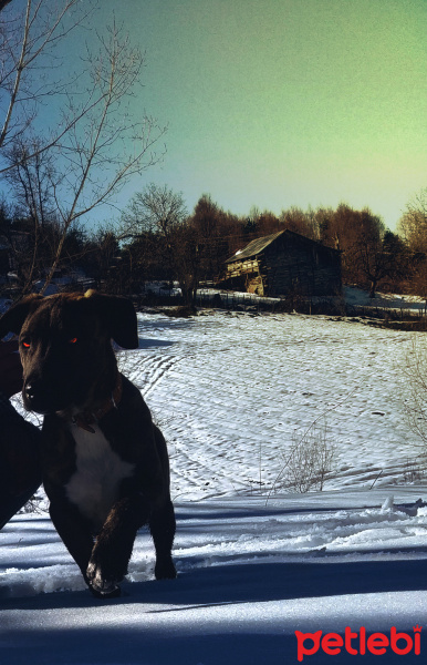 Amerikan Pitbull Terrier, Köpek  Ateş fotoğrafı