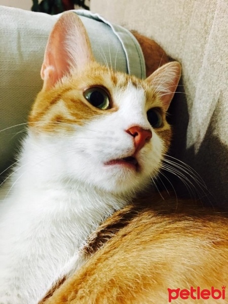 Tekir Kedi, Kedi  Betty fotoğrafı