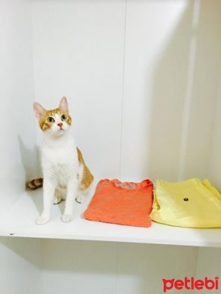 Tekir Kedi, Kedi  Betty fotoğrafı