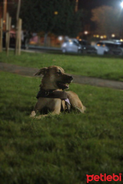Sokö (Sokak Köpeği), Köpek  Archi fotoğrafı