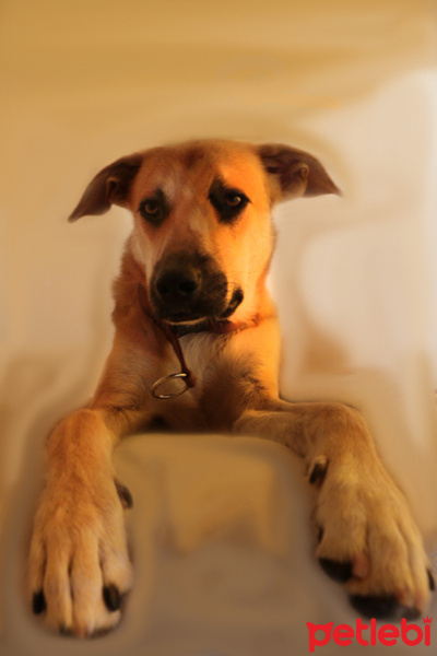 Sokö (Sokak Köpeği), Köpek  Archi fotoğrafı