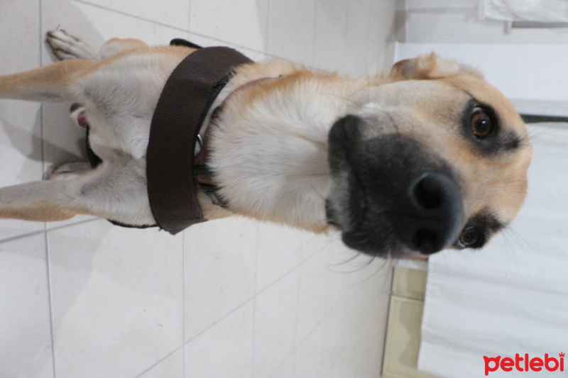 Sokö (Sokak Köpeği), Köpek  Archi fotoğrafı