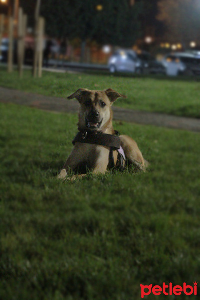 Sokö (Sokak Köpeği), Köpek  Archi fotoğrafı