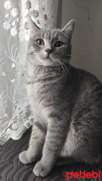 British Shorthair, Kedi  smoki fotoğrafı