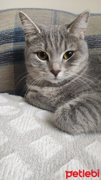 British Shorthair, Kedi  smoki fotoğrafı
