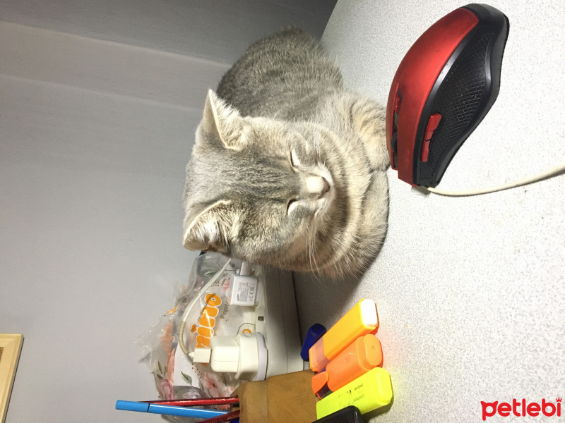 British Shorthair, Kedi  smoki fotoğrafı