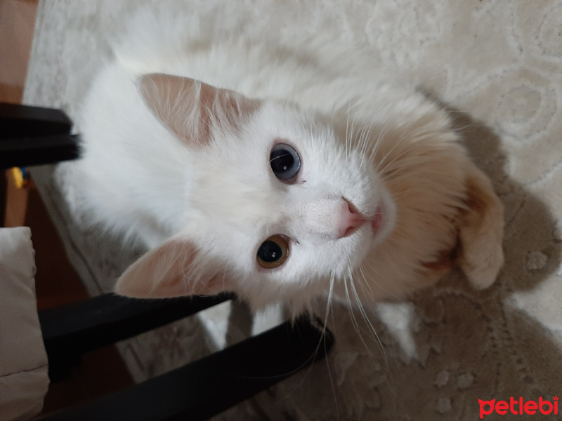 Van Kedisi, Kedi  Mia fotoğrafı
