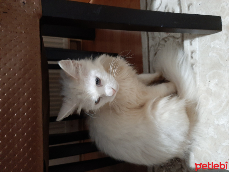 Van Kedisi, Kedi  Mia fotoğrafı