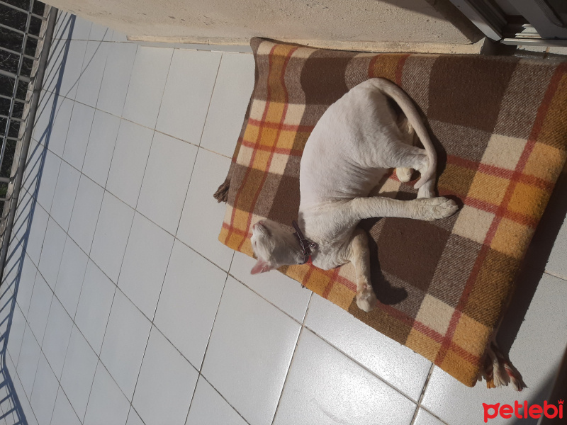 Van Kedisi, Kedi  Mia fotoğrafı